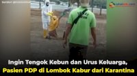 VIDEO: Ingin Tengok Kebun dan Urus Keluarga, Pasien PDP di Lombok Kabur dari Karantina