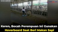 VIDEO: Keren, Bocah Perempuan Ini Gunakan Hoverboard Saat Beri Makan Sapi