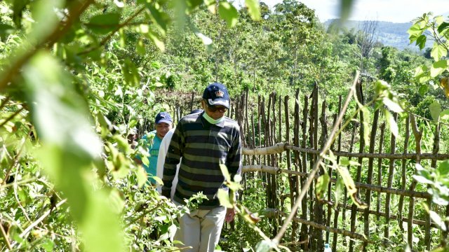 Gubernur Nurdin Abdullah kunjungan ke Kebun Raya Pucak Maros. (ist)
