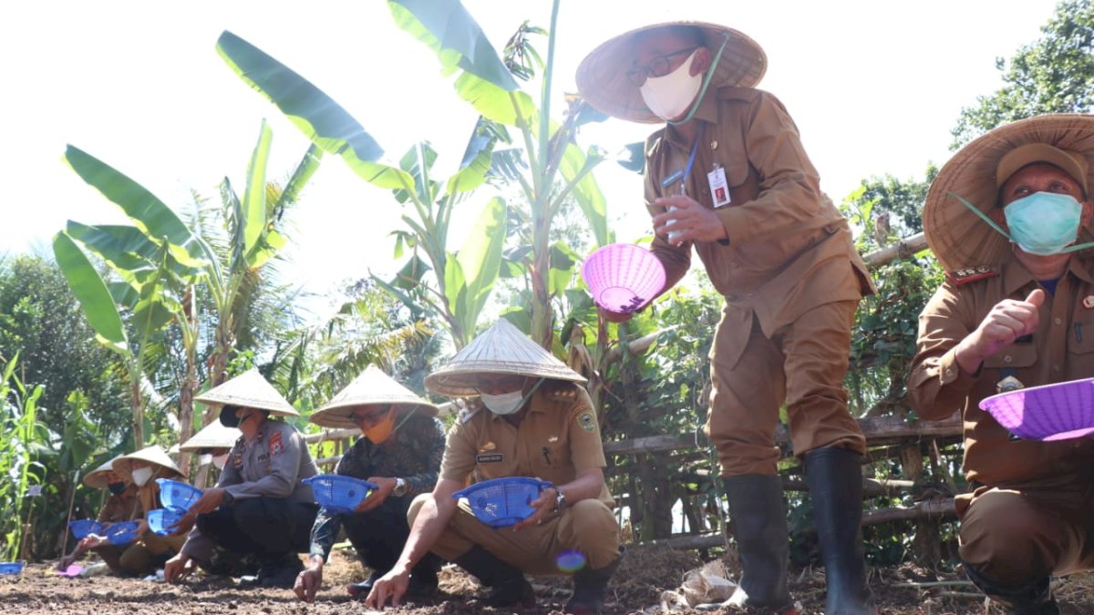 Bupati Barru Genjot Penanaman Bawang Merah di Era New Normal