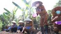 Bupati Barru Genjot Penanaman Bawang Merah di Era New Normal