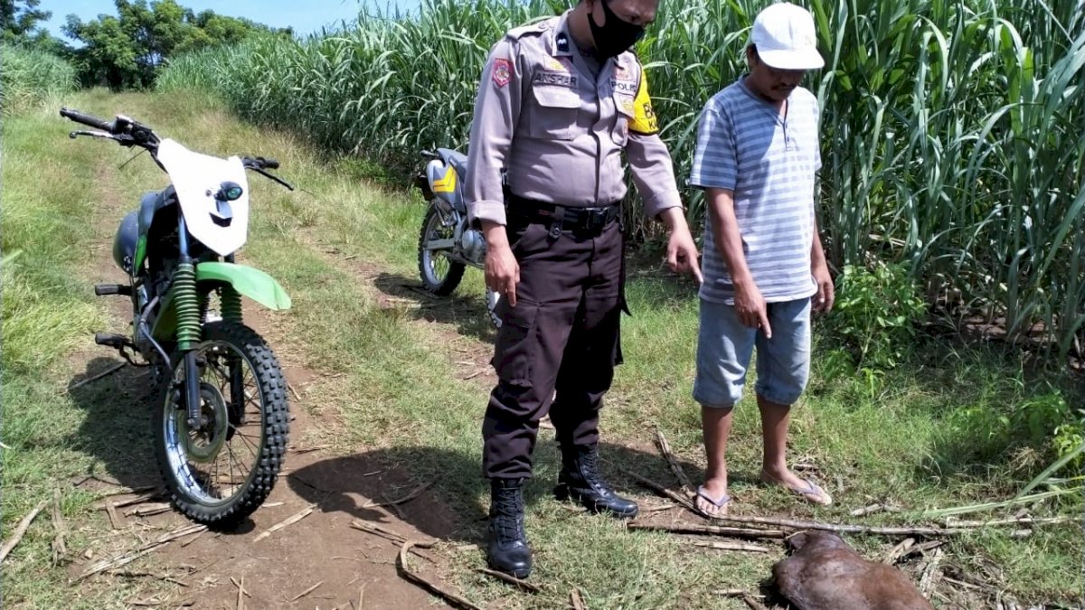 Polisi Temukan Bangkai Kuda Diduga Hasil Curian
