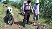 Polisi Temukan Bangkai Kuda Diduga Hasil Curian