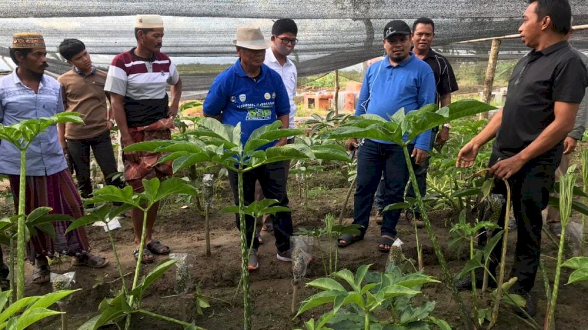 Keuntungan Menggiurkan, Muslimin Bando Kunjungi Kebun Porang Syahar di Sidrap