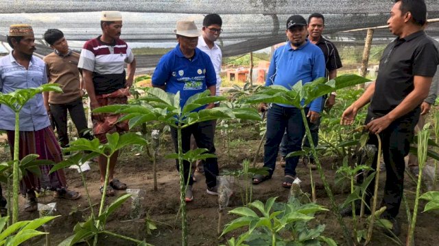 Muslimin Bando-Asman kunjungi kebun porang milik Syahruddin Alrif di Watang Sidenreng, Sidrap. (ist) 