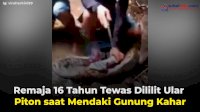 VIDEO: Remaja 16 Tahun Tewas Dililit Ular Piton saat Mendaki Gunung Kahar