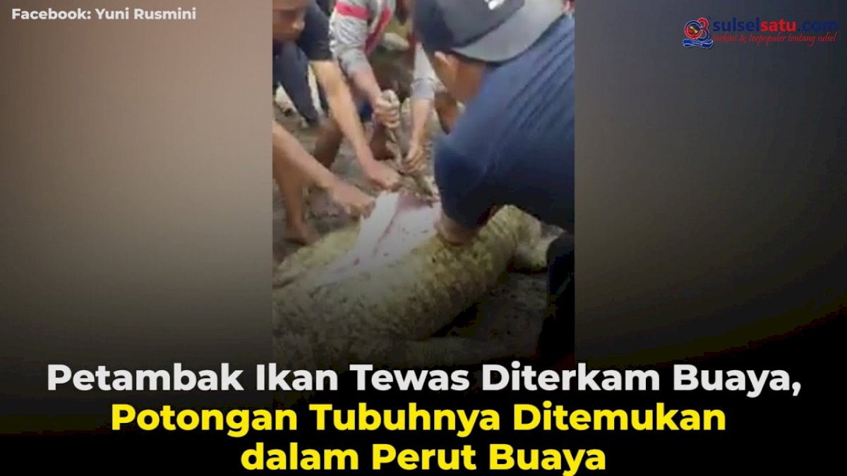 VIDEO: Petambak Ikan Tewas Diterkam Buaya, Potongan Tubuhnya Ditemukan dalam Perut Buaya