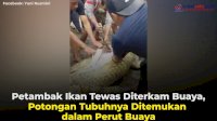 VIDEO: Petambak Ikan Tewas Diterkam Buaya, Potongan Tubuhnya Ditemukan dalam Perut Buaya
