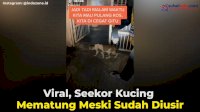 VIDEO: Viral, Seekor Kucing Mematung Meski Sudah Diusir