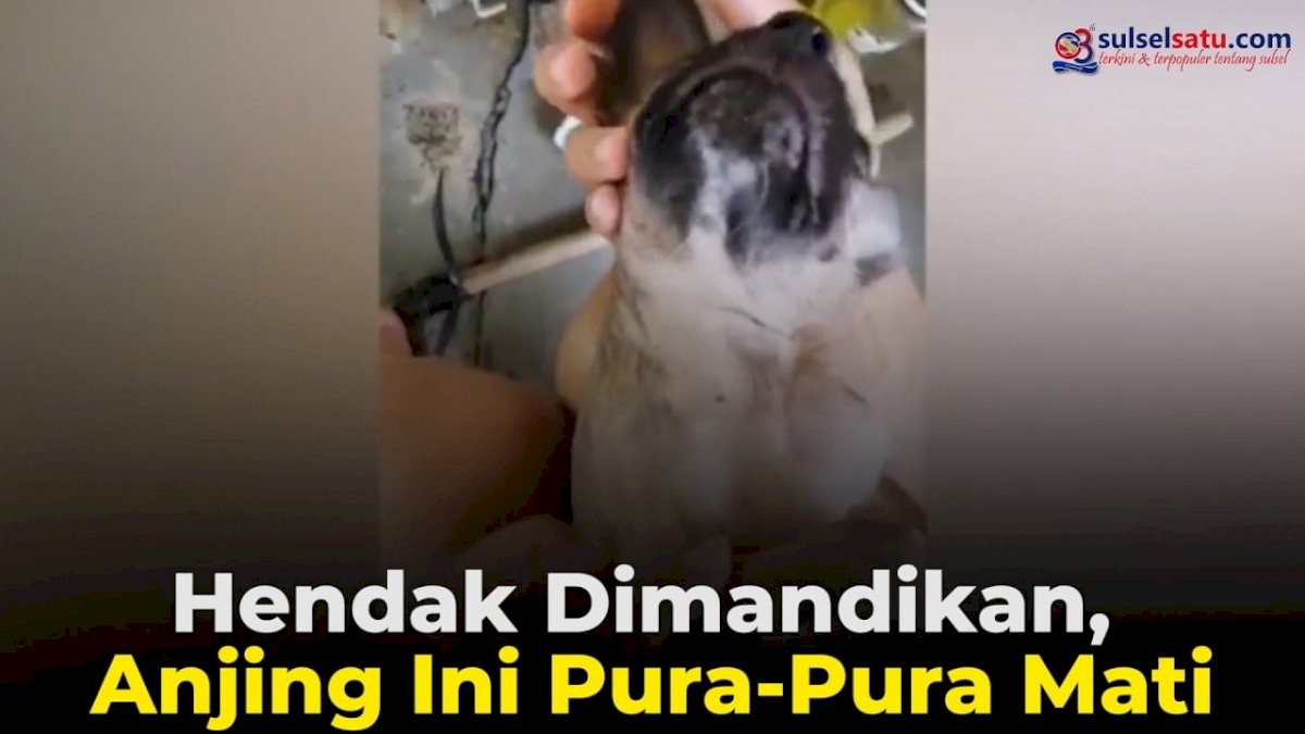 VIDEO: Hendak Dimandikan, Anjing Ini Pura-Pura Mati