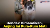 VIDEO: Hendak Dimandikan, Anjing Ini Pura-Pura Mati