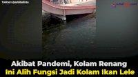 VIDEO: Akibat Pandemi, Kolam Renang Ini Alih Fungsi Jadi Kolam Ikan Lele