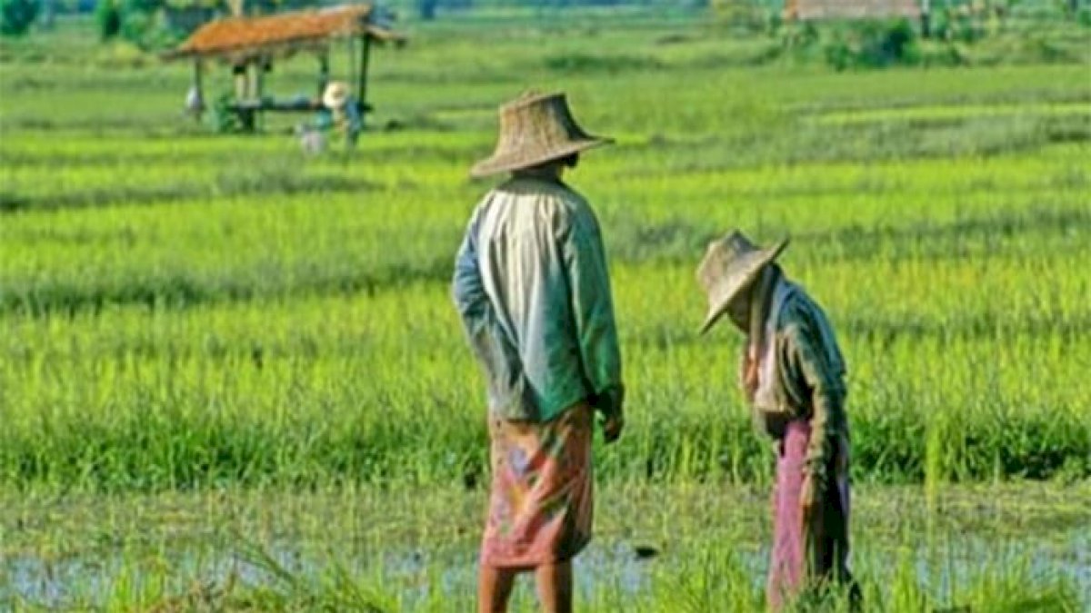 Sejahterakan Petani, Pemkot Parepare Luncurkan Kartu Tani