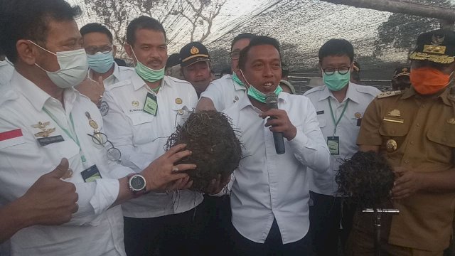 Menteri Pertanian Syahrul Yasin Limpo panen raya porang di kebun Wakil Ketua DPRD Sulsel Syahruddin Alrif di Sidrap. (ist)
