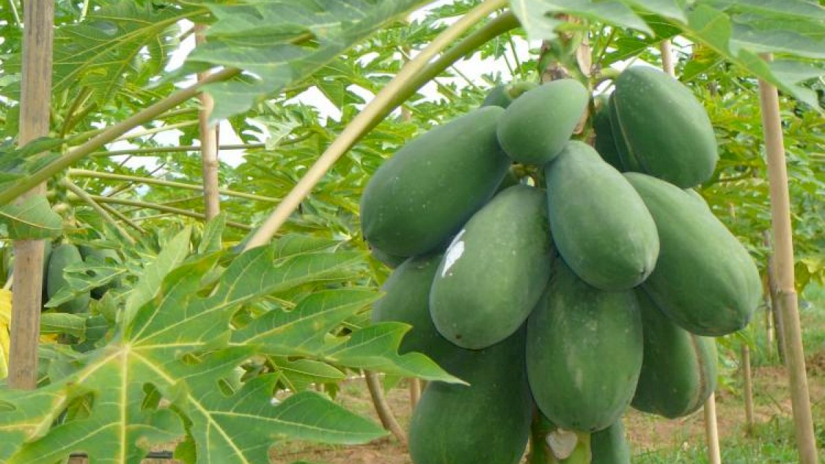 Pemkot Parepare Sebar 1.500 Bibit Pepaya California di RTH