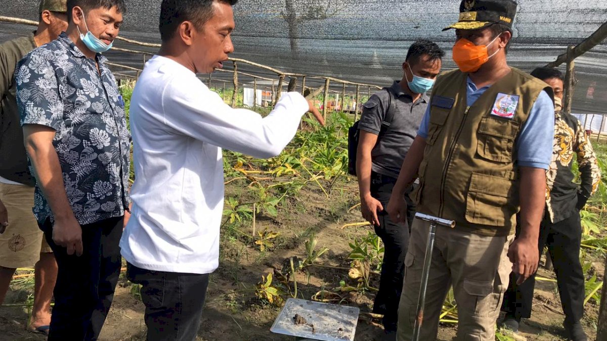Wagub Sulsel Belajar Teknik Budidaya Porang ke Syaharuddin Alrif