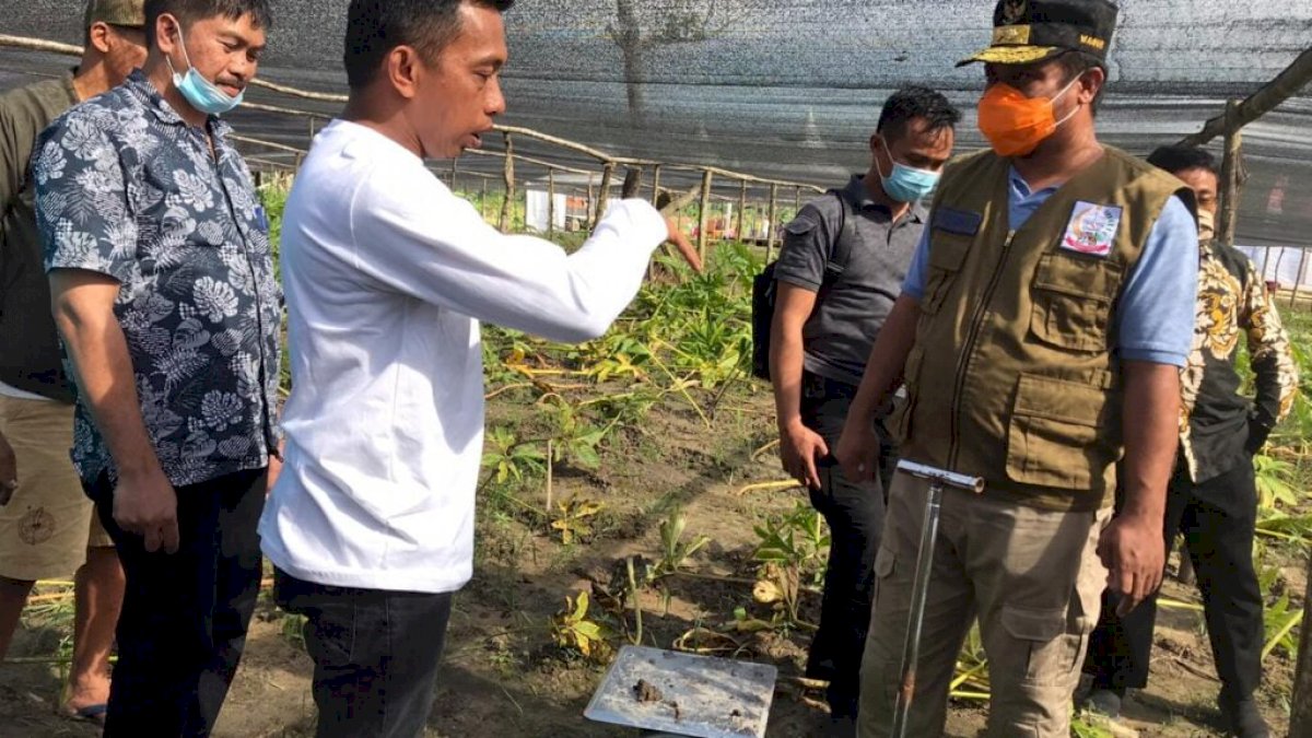Wagub Sudirman Belajar Budidaya Porang di Kebun Syahar