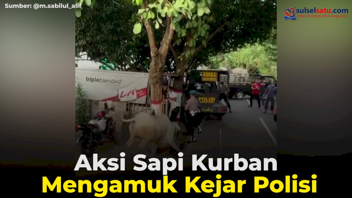 VIDEO: Aksi Sapi Kurban Mengamuk Kejar Polisi