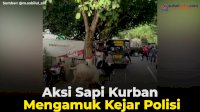 VIDEO: Aksi Sapi Kurban Mengamuk Kejar Polisi