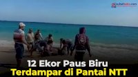 VIDEO: 12 Ekor Paus Biru Terdampar di Pantai NTT