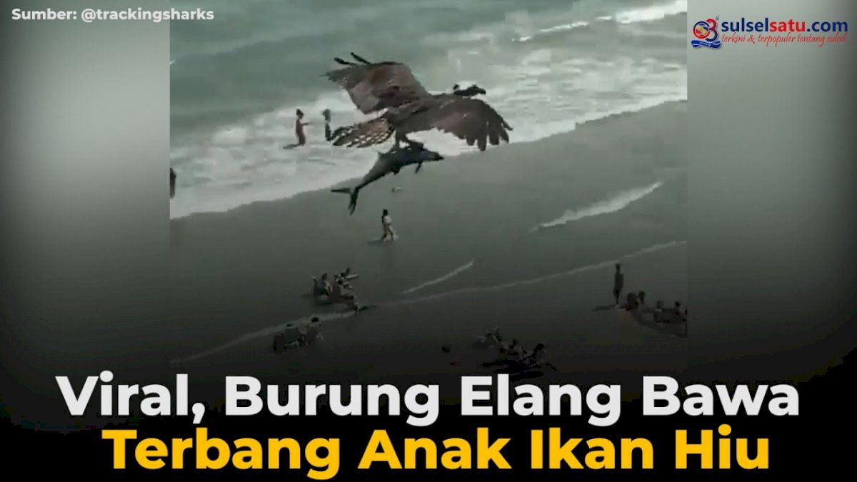 VIDEO: Viral, Burung Elang Bawa Terbang Anak Ikan Hiu
