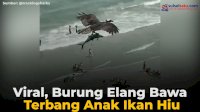 VIDEO: Viral, Burung Elang Bawa Terbang Anak Ikan Hiu