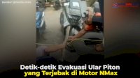 VIDEO: Detik-detik Evakuasi Ular Piton yang Terjebak di Motor NMax