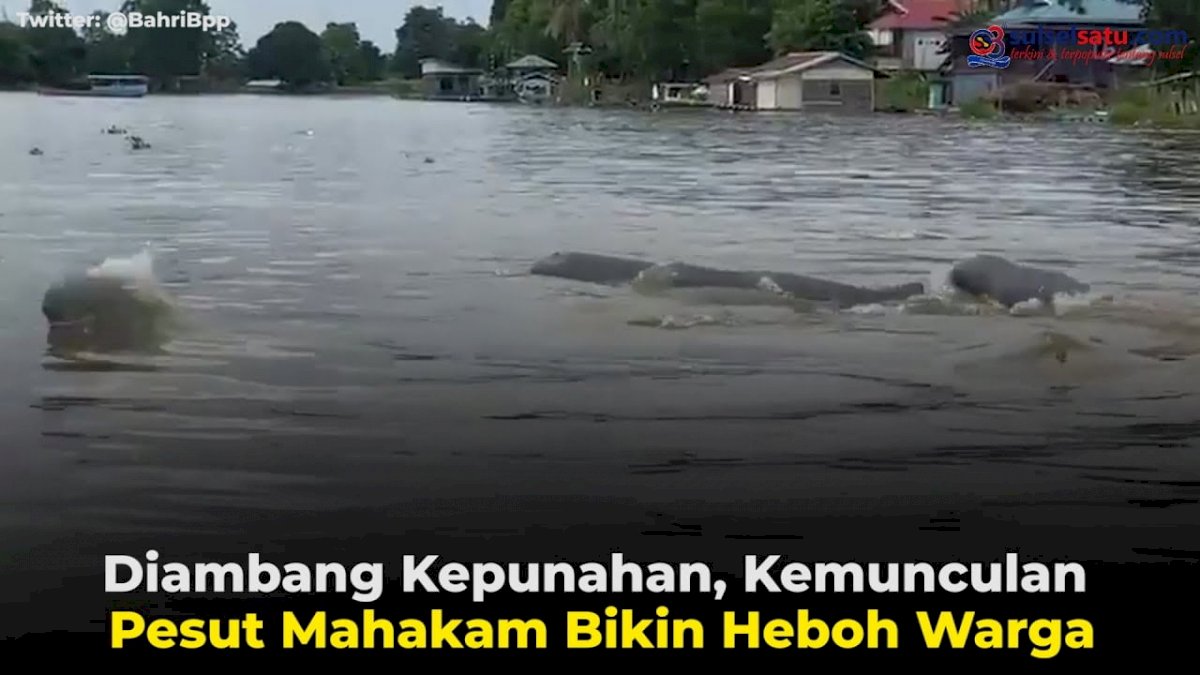VIDEO: Diambang Kepunahan, Kemunculan Pesut Mahakam Bikin Heboh Warga