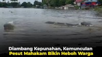 VIDEO: Diambang Kepunahan, Kemunculan Pesut Mahakam Bikin Heboh Warga