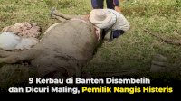 VIDEO: 9 Kerbau di Banten Disembelih dan Dicuri Maling, Pemilik Nangis Histeris