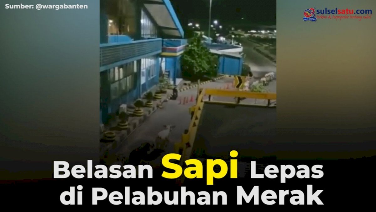 VIDEO: Belasan Sapi Lepas di Pelabuhan Merak