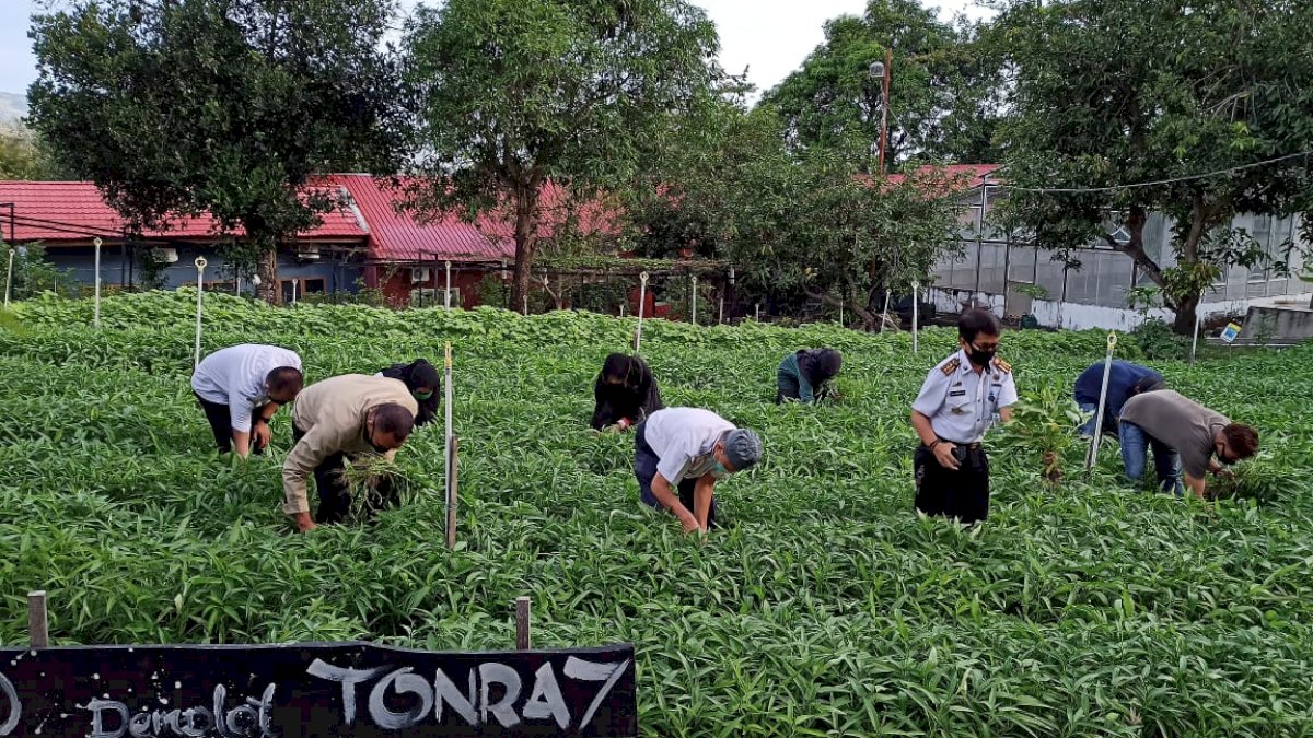 Pemkot Parepare Ajak Warganya Fungsikan Pekarangan dengan Bercocok Tanam
