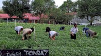 Pemkot Parepare Ajak Warganya Fungsikan Pekarangan dengan Bercocok Tanam