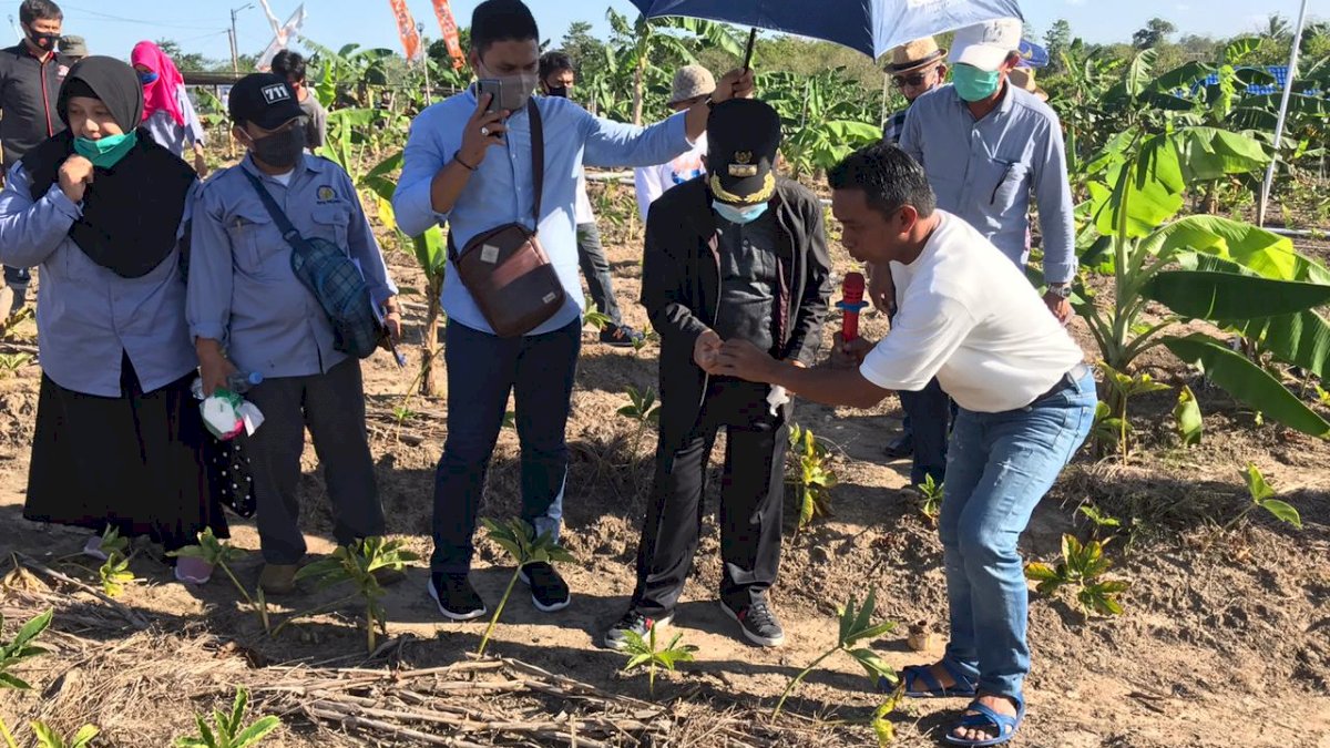 Penyuluh Pertanian Palopo Belajar  Budi Daya Porang di Kebun Syaharuddin Alrif
