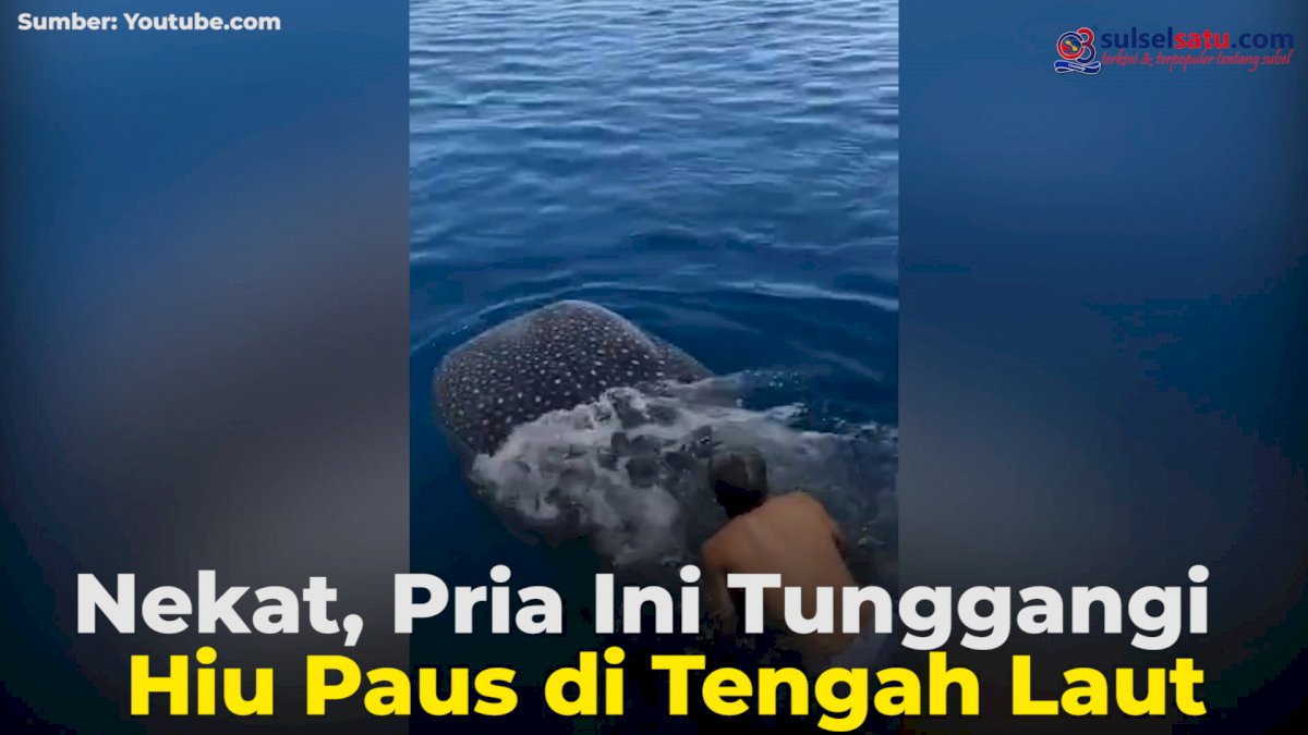 VIDEO: Nekat, Pria Ini Tunggangi Hiu Paus di Tengah Laut