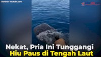 VIDEO: Nekat, Pria Ini Tunggangi Hiu Paus di Tengah Laut