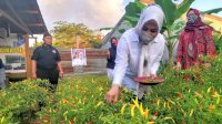 Fatmawati Diajak Panen Perdana di Kebun Idamanta