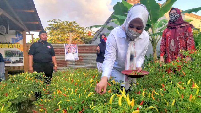 Fatmawati Rusdi panen perdana di kebun tokoh masyarakat saat melakukan silaturahmi di Kelurahan Karunrung, Kecamatan Rappocini. (ist)