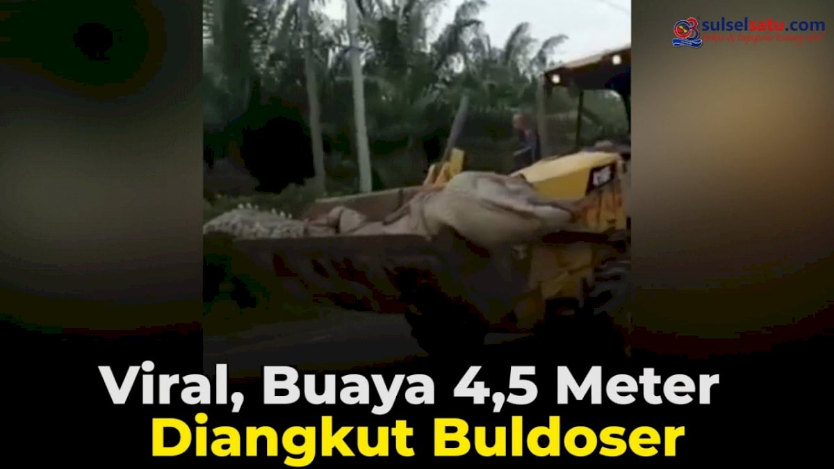 VIDEO: Viral, Buaya 4,5 Meter Diangkut Buldoser