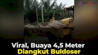 VIDEO: Viral, Buaya 4,5 Meter Diangkut Buldoser