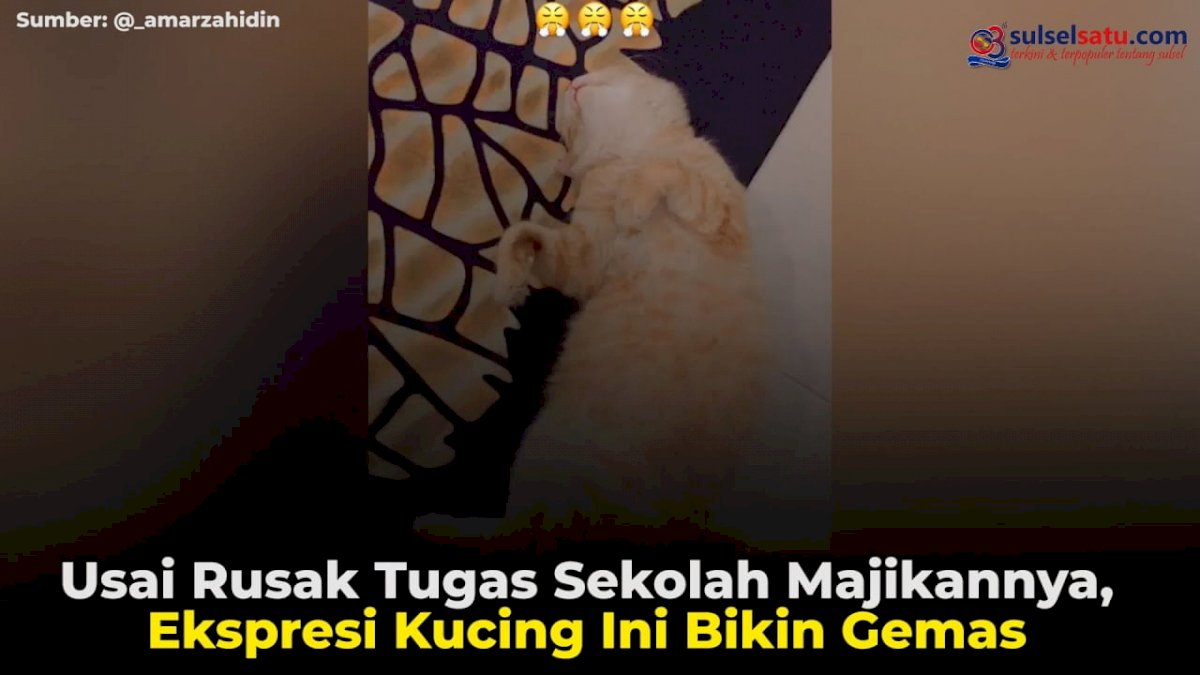 VIDEO: Usai Rusak Tugas Sekolah Majikannya, Ekspresi Kucing Ini Bikin Gemas