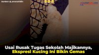VIDEO: Usai Rusak Tugas Sekolah Majikannya, Ekspresi Kucing Ini Bikin Gemas