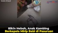 VIDEO: Bikin Heboh, Anak Kambing Berkepala Mirip Babi di Pasuruan