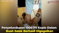 VIDEO: Penyelundupan 1000 Pil Koplo Dalam Buah Salak Berhasil Digagalkan