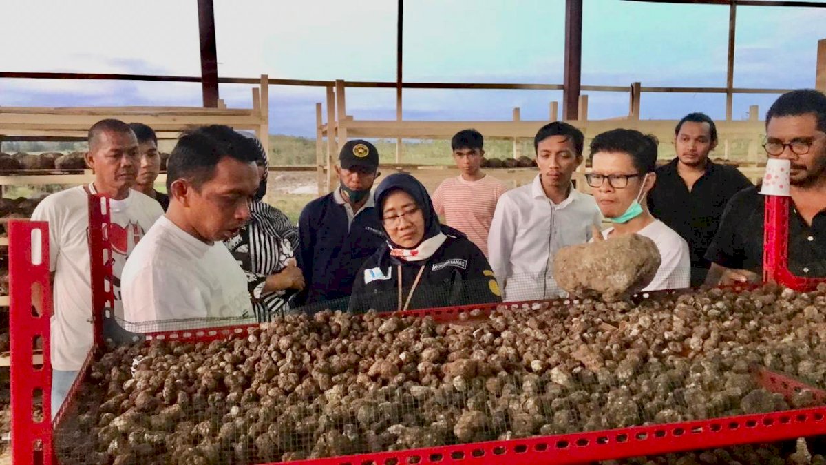 Usai Berkunjung ke Sidrap, BPP HIPMI Ajak Pengusaha Muda Tanam Porang