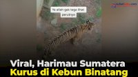 VIDEO: Viral, Harimau Sumatera Kurus di Kebun Binatang