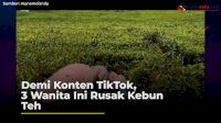 VIDEO: Demi Konten TikTok, 3 Wanita Ini Rusak Kebun Teh
