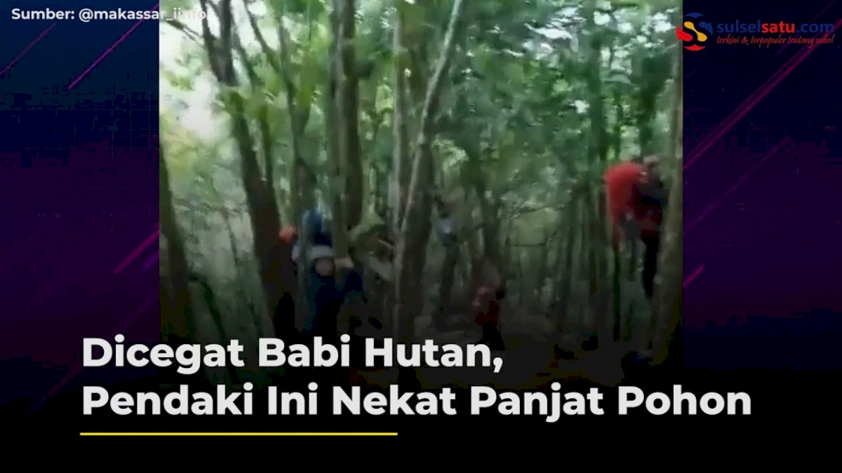 VIDEO: Dicegat Babi Hutan, Pendaki Ini Nekat Panjat Pohon