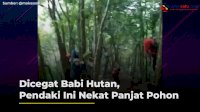 VIDEO: Dicegat Babi Hutan, Pendaki Ini Nekat Panjat Pohon