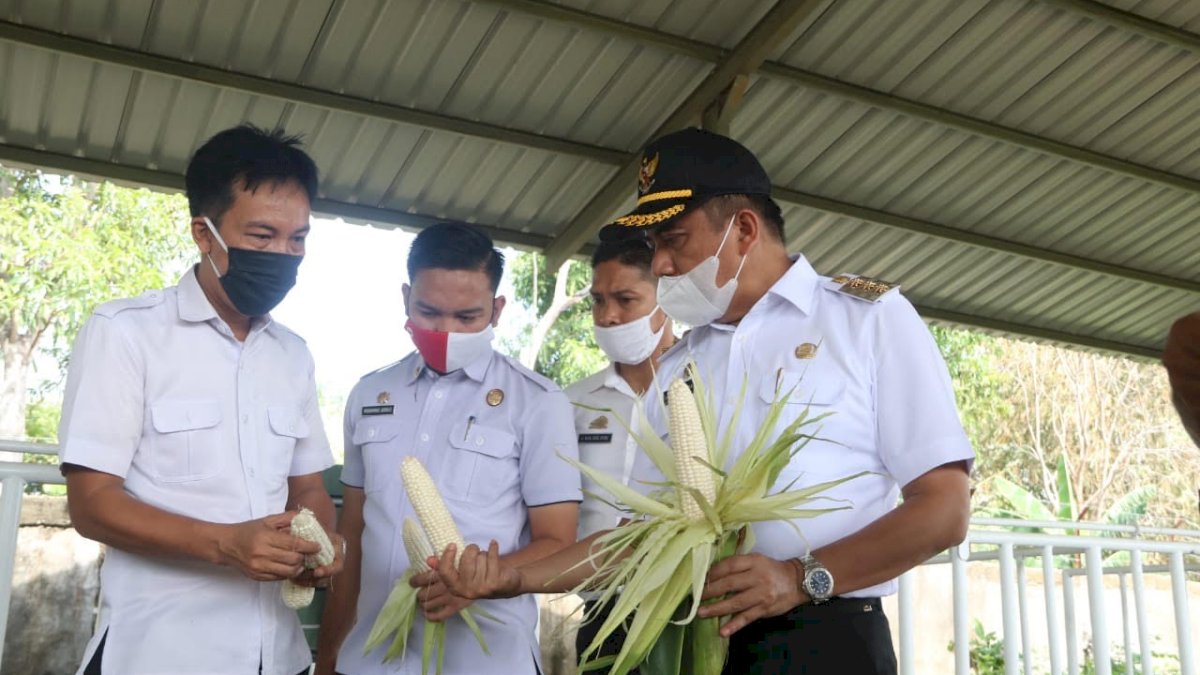 Uji Coba Bibit Jagung HR di Maros, Mampu Hasilkan 12 Ton Per Hektar